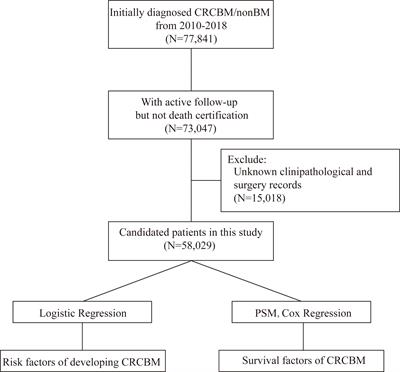 Risk Factors on the Incidence and Prognostic Effects of Colorectal Cancer With Brain Metastasis: A SEER-Based Study